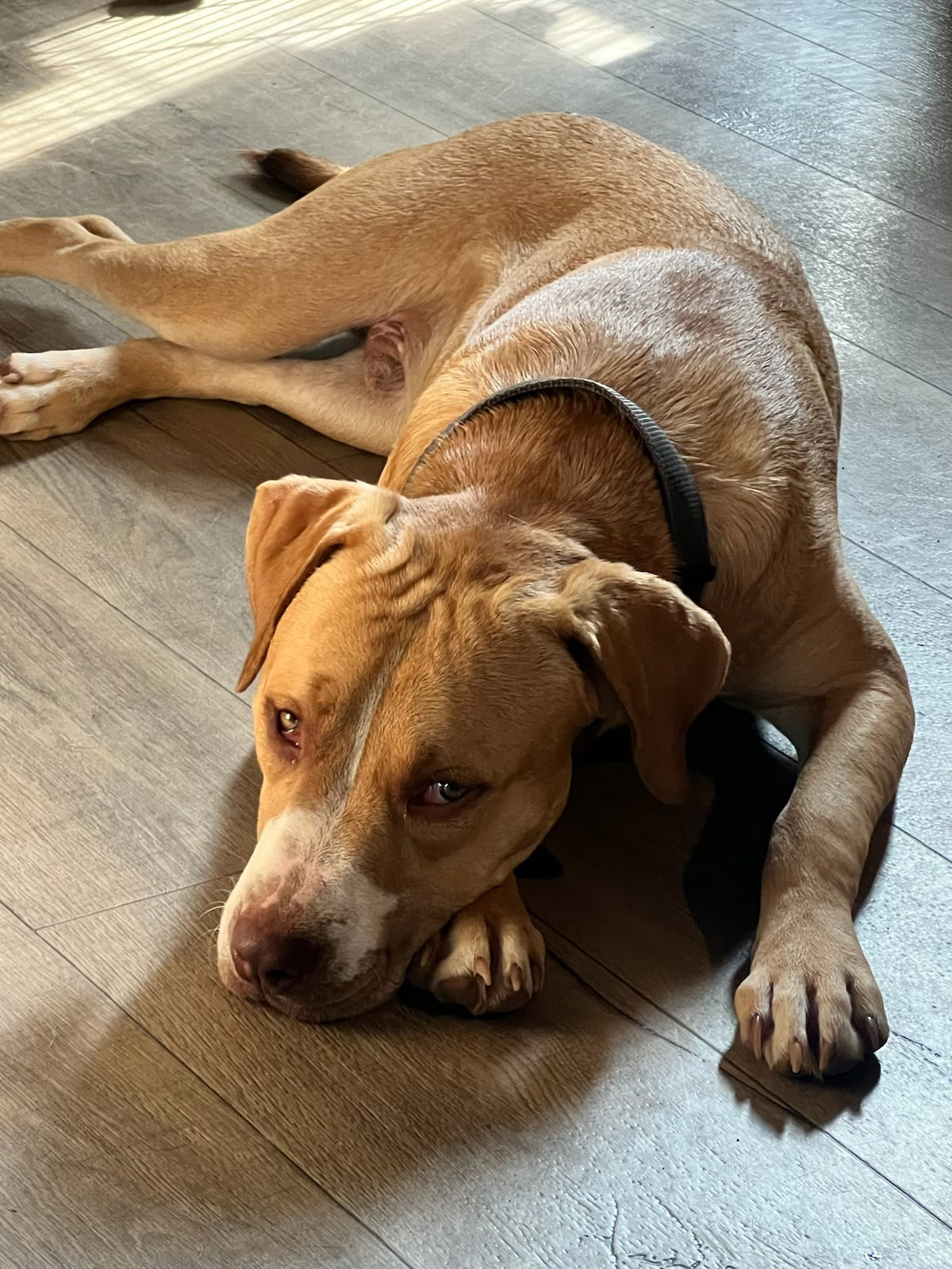 Enlarge Mr. Biggins, a Adopted mixed breed in Fredericksburg, VA image 3/4