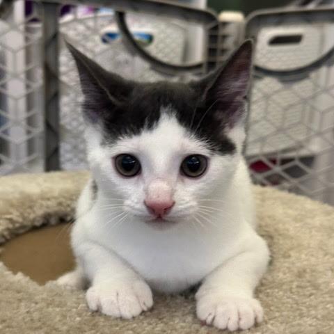 Peak 2025, Adoptable, Kitten Male Domestic Short Hair.