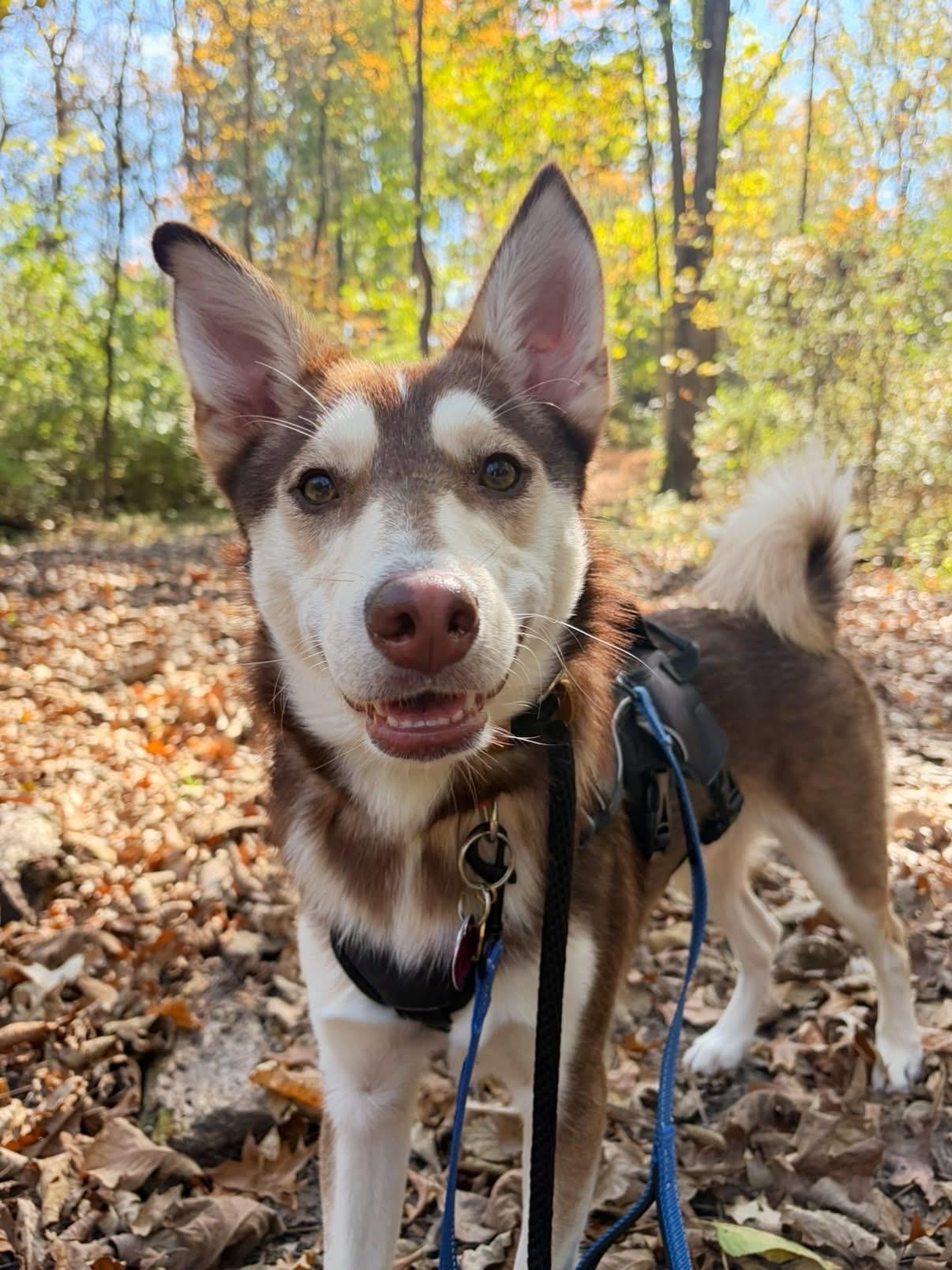 Enlarge Balto, a Adoptable mixed breed in Lima, OH image 1/6