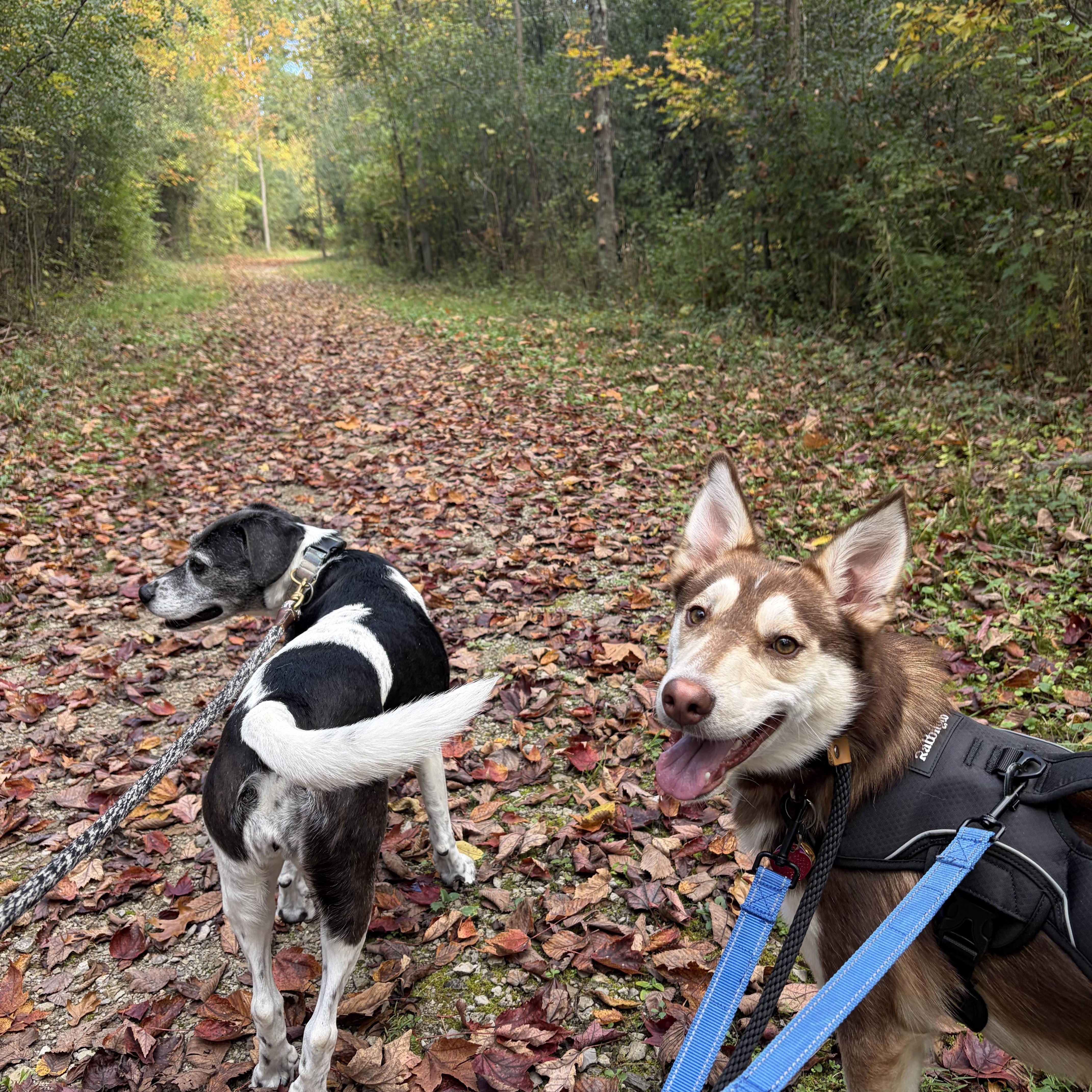 Enlarge Balto, a Adoptable mixed breed in Lima, OH image 4/6