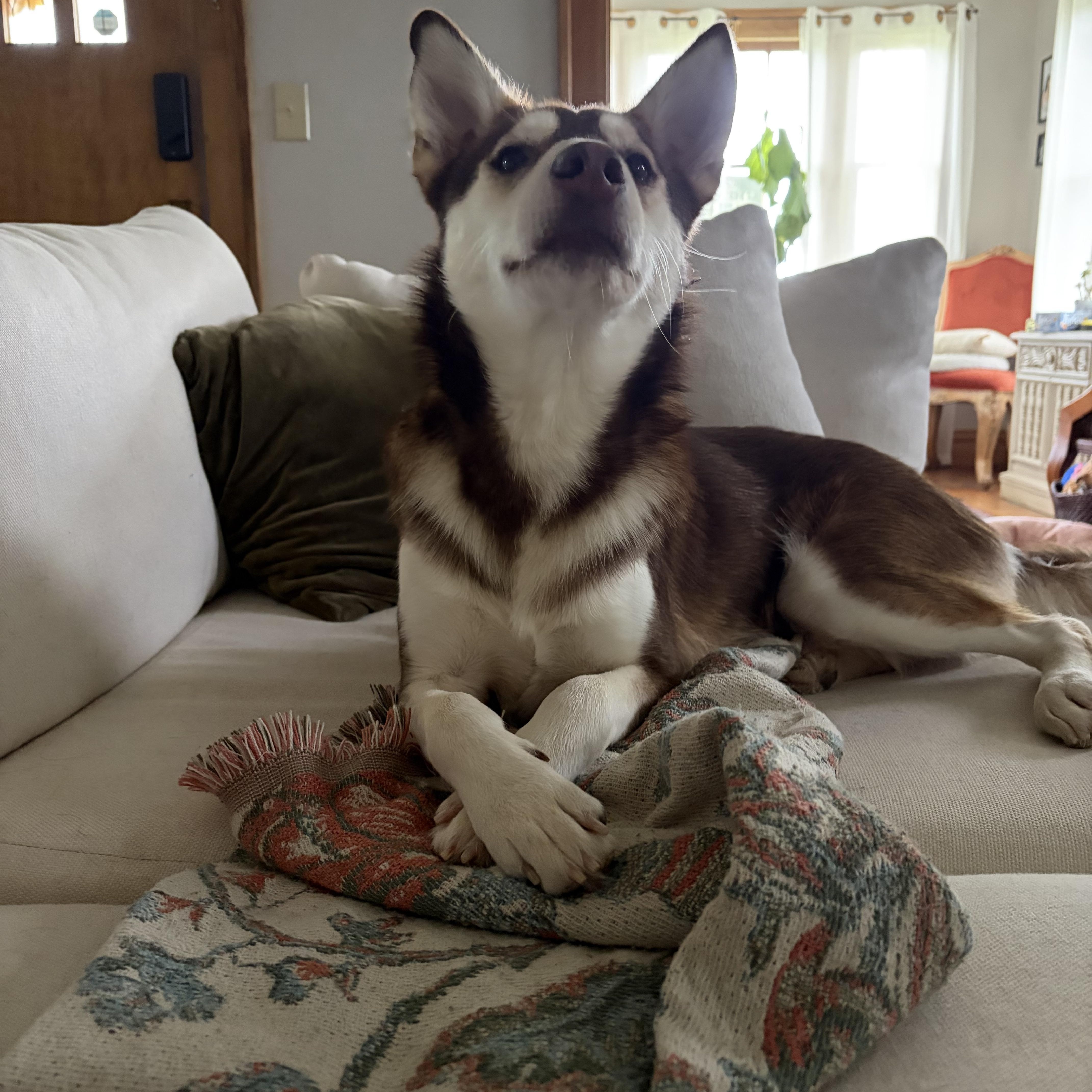 Enlarge Balto, a Adoptable mixed breed in Lima, OH image 5/6