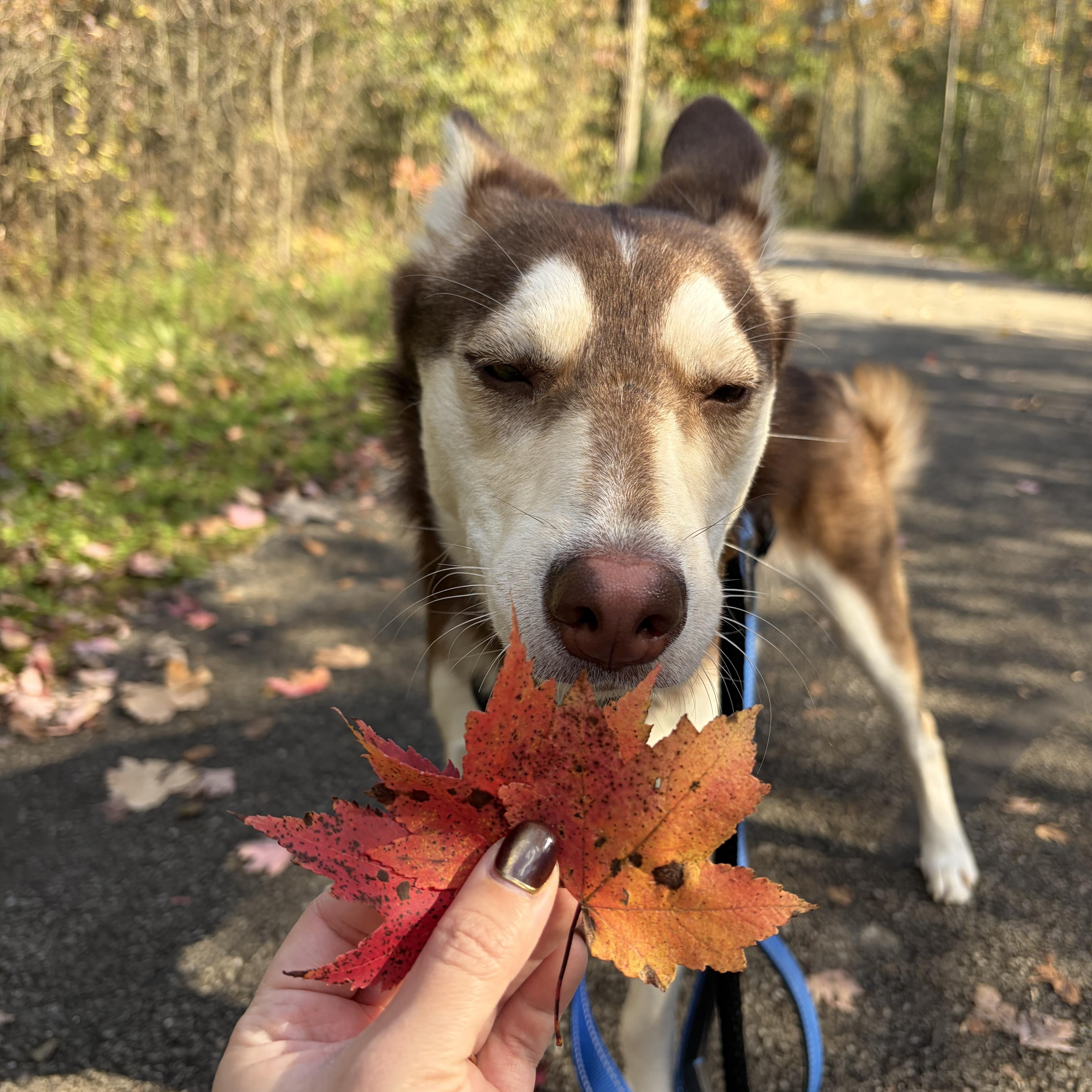 Enlarge Balto, a Adoptable mixed breed in Lima, OH image 6/6