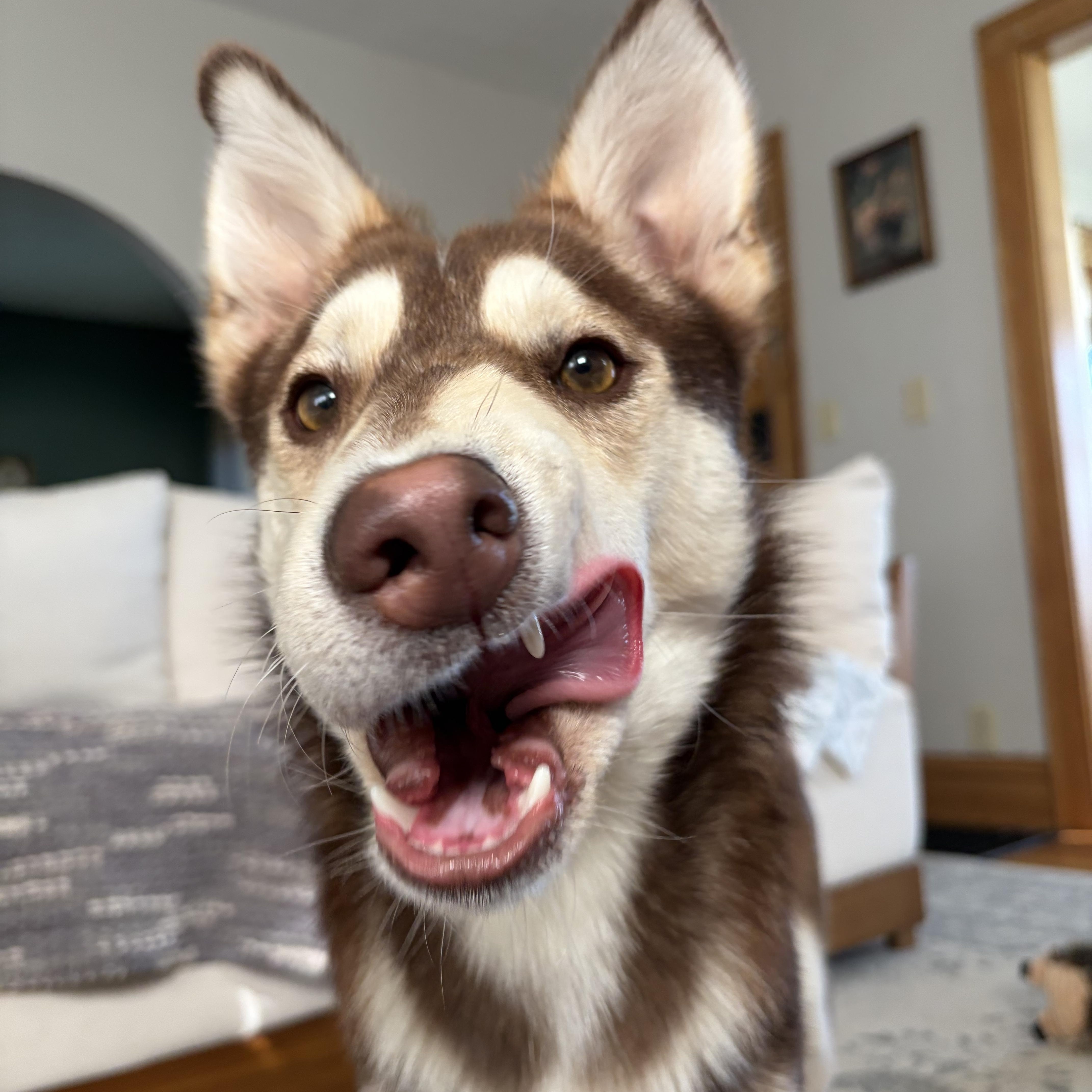 Enlarge Balto, a Adoptable mixed breed in Lima, OH image 3/6