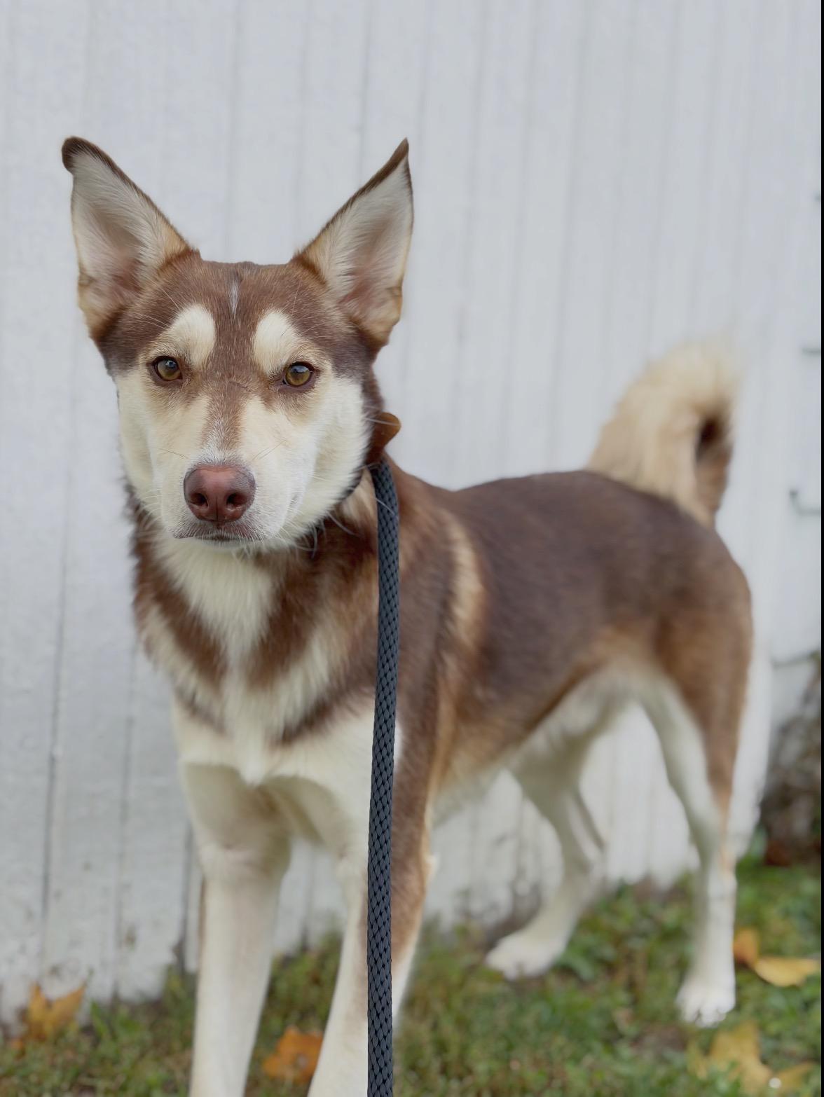Enlarge Balto, a Adoptable mixed breed in Lima, OH image 2/6