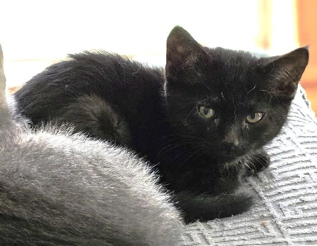 Enlarge Clanton, an adopted Domestic Short Hair in Lafayette, LA image 4/5