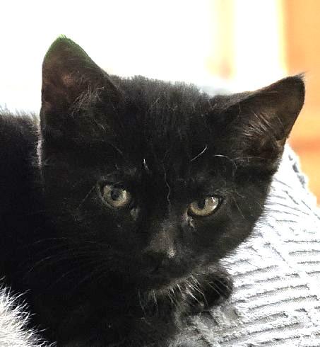 Clanton, adopted, Kitten Male Domestic Short Hair.
