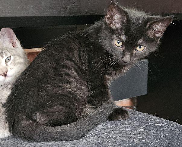 Enlarge Clanton, an adopted Domestic Short Hair in Lafayette, LA image 3/5