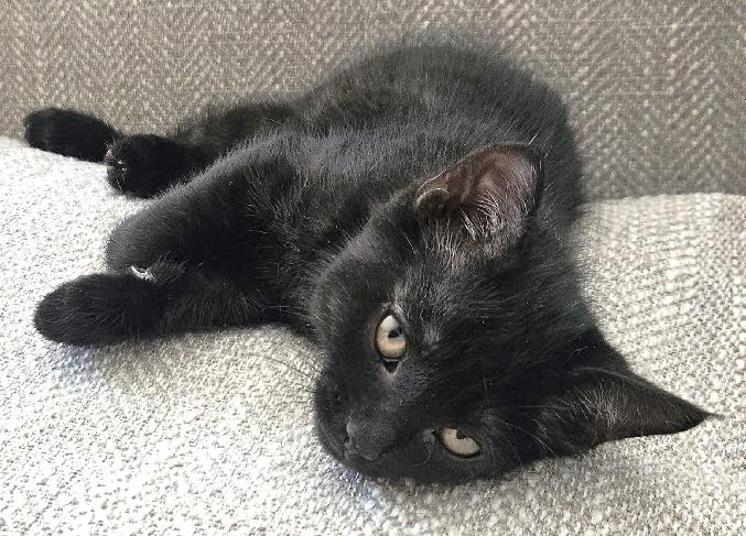 Enlarge Clanton, an adopted Domestic Short Hair in Lafayette, LA image 2/5