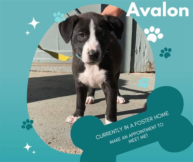AVALON, Adoptable, Puppy Female Pit Bull Terrier.