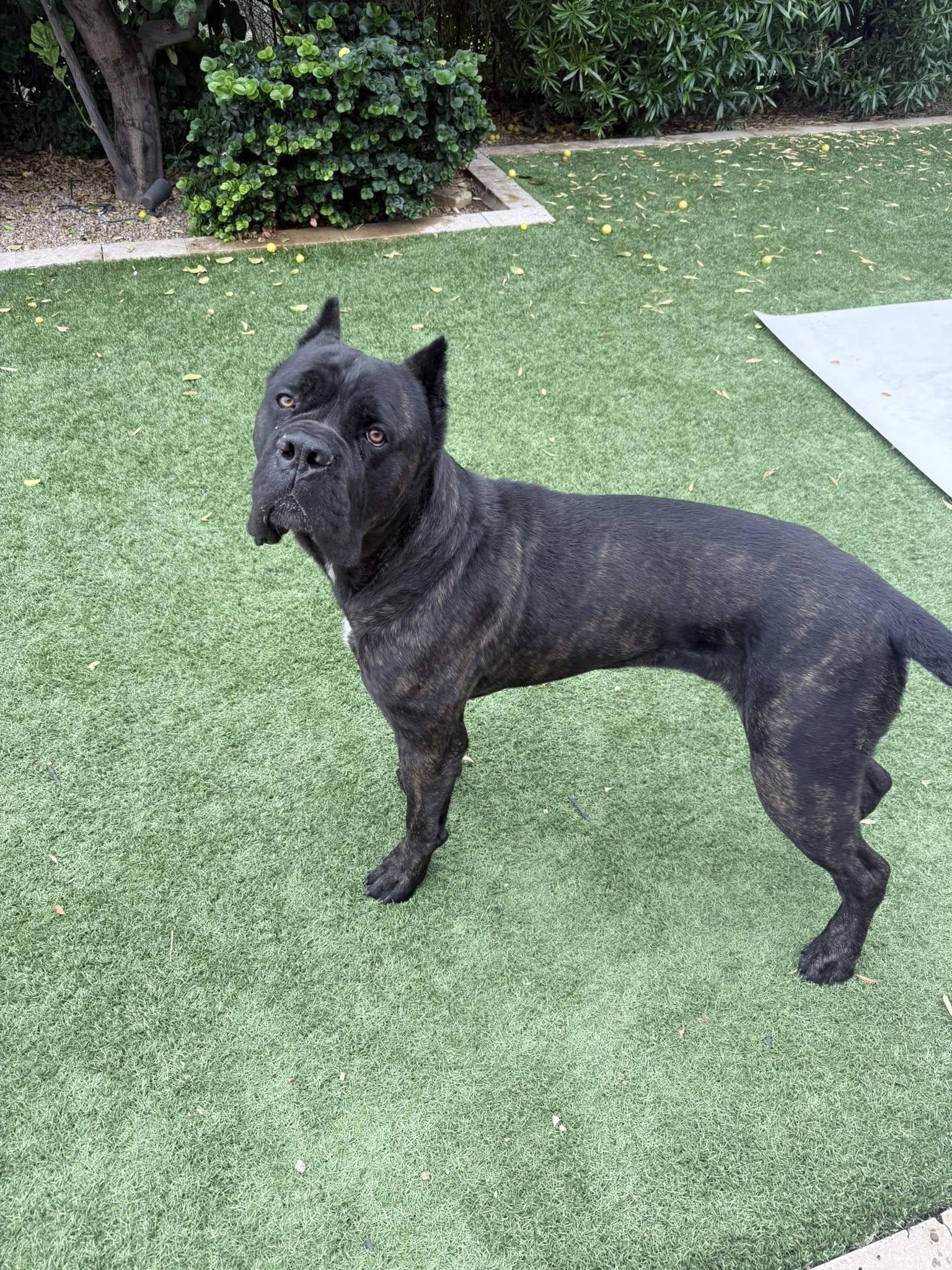 Enlarge Grizz- adopted, a Adoptable Cane Corso in Glendale, AZ image 1/3