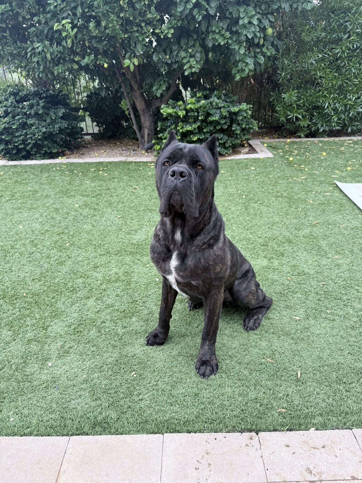 Enlarge Grizz- adopted, a Adoptable Cane Corso in Glendale, AZ image 2/3
