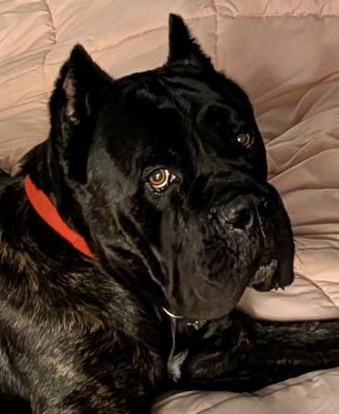 Enlarge Grizz- adopted, a Adoptable Cane Corso in Glendale, AZ image 3/3