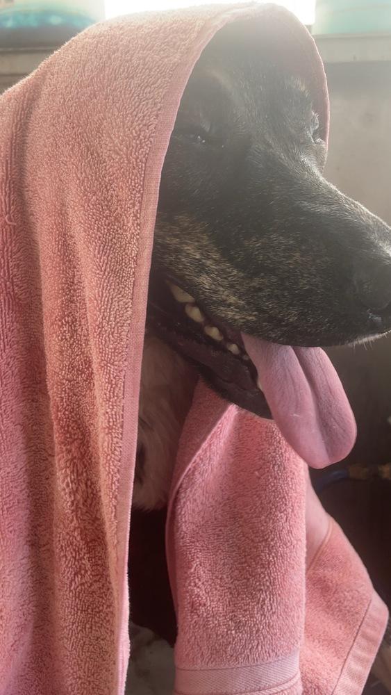 Enlarge Brenda the brindle, a Adoptable mixed breed in San Antonio, TX image 5/6