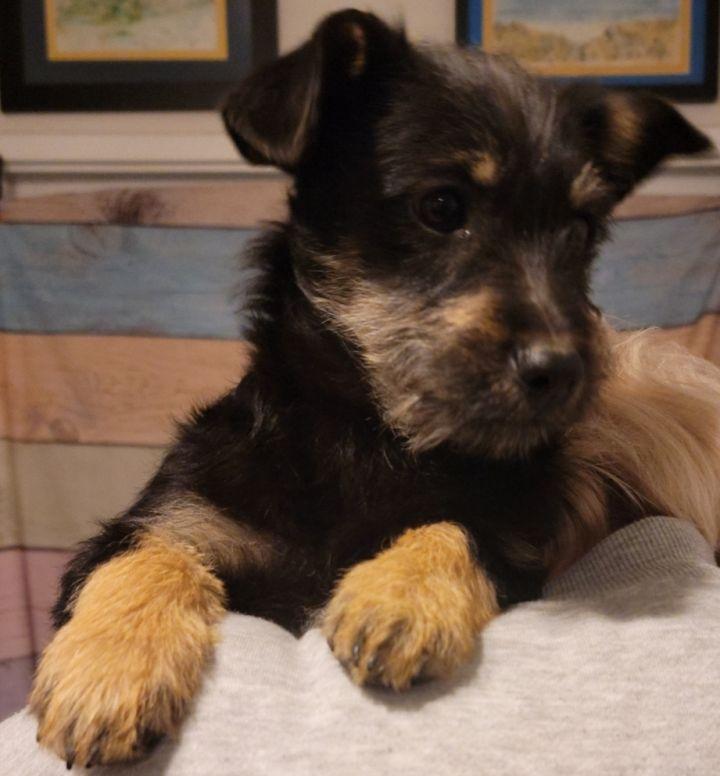 Enlarge Lennon, a Adopted mixed breed in Bakersfield, CA image 1/6