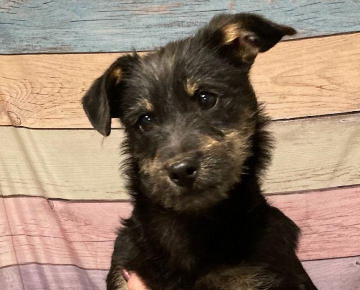 Enlarge Lennon, a Adopted mixed breed in Bakersfield, CA image 3/6