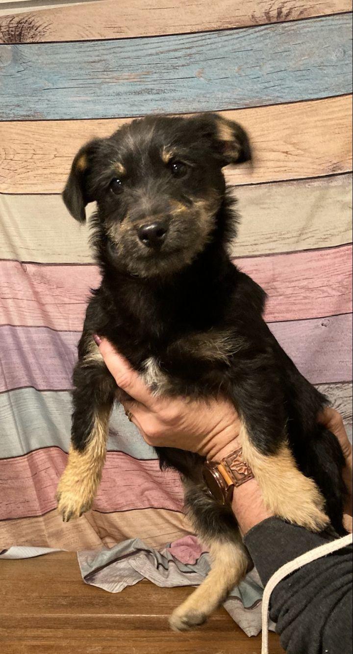 Enlarge Lennon, a Adopted mixed breed in Bakersfield, CA image 5/6