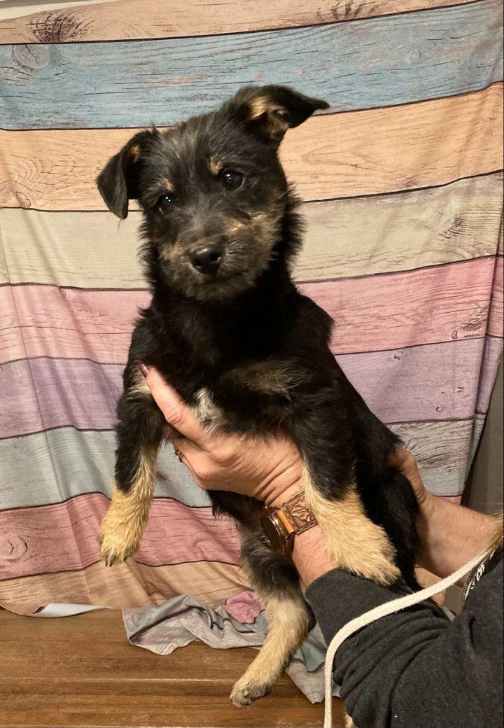 Enlarge Lennon, a Adopted mixed breed in Bakersfield, CA image 6/6