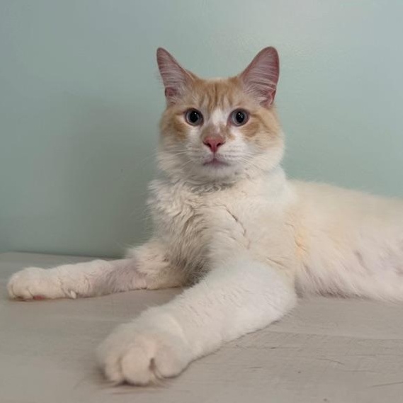 Enlarge Cap'n Crunch, a ADOPTABLE Domestic Medium Hair in Sweetwater, TN image 4/6