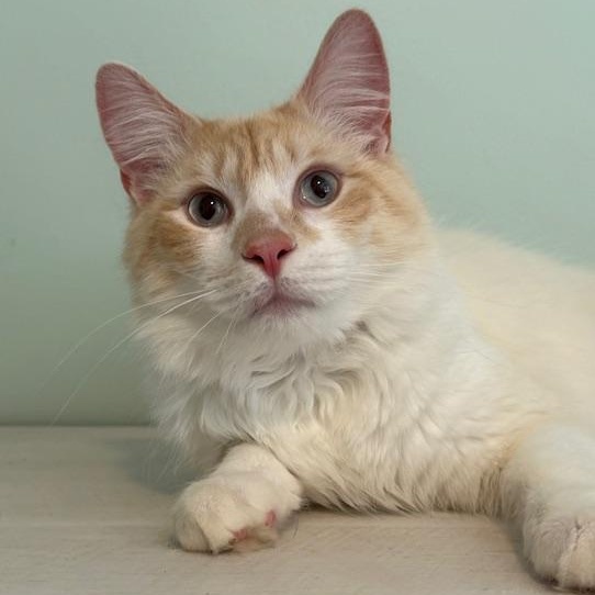 Enlarge Cap'n Crunch, a ADOPTABLE Domestic Medium Hair in Sweetwater, TN image 1/6