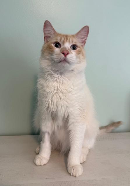 Enlarge Cap'n Crunch, a ADOPTABLE Domestic Medium Hair in Sweetwater, TN image 5/6