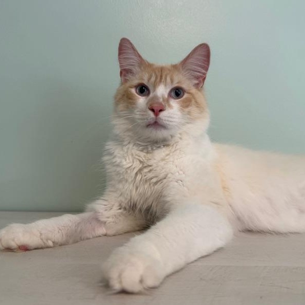 Enlarge Cap'n Crunch, a ADOPTABLE Domestic Medium Hair in Sweetwater, TN image 2/6