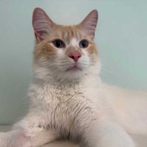 Enlarge Cap'n Crunch, a ADOPTABLE Domestic Medium Hair in Sweetwater, TN image 6/6