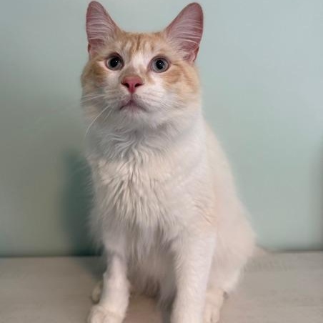 Enlarge Cap'n Crunch, a ADOPTABLE Domestic Medium Hair in Sweetwater, TN image 3/6