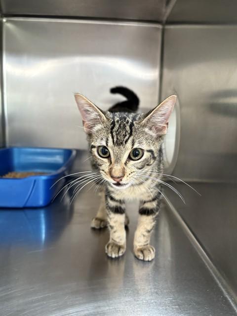 DUMPLING, Adoptable, Kitten Male Domestic Short Hair.