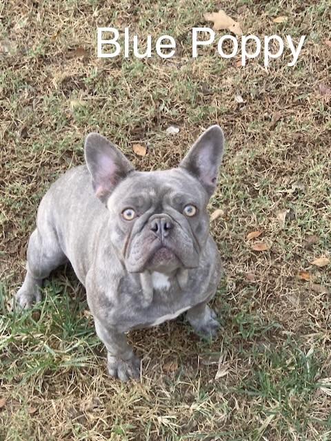 Blue Poppy, adopted, Adult Female French Bulldog.