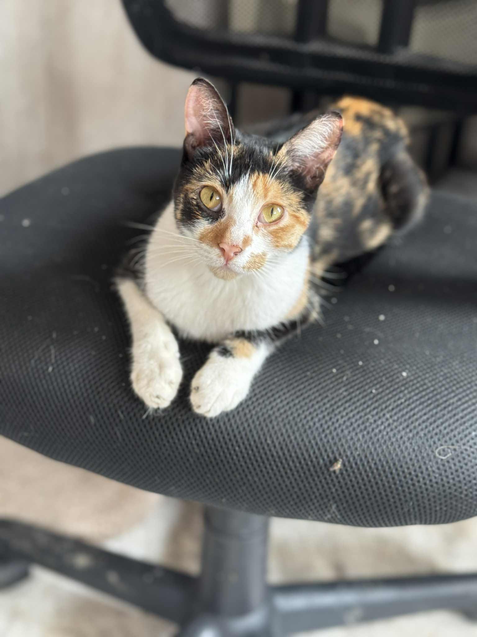 Enlarge Cherry, a Adopted Domestic Short Hair in Cando, ND image 1/1