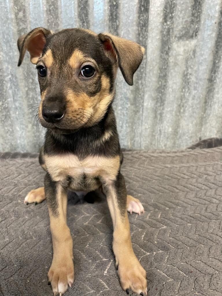 Iggy, Adoptable, Puppy Male Terrier.