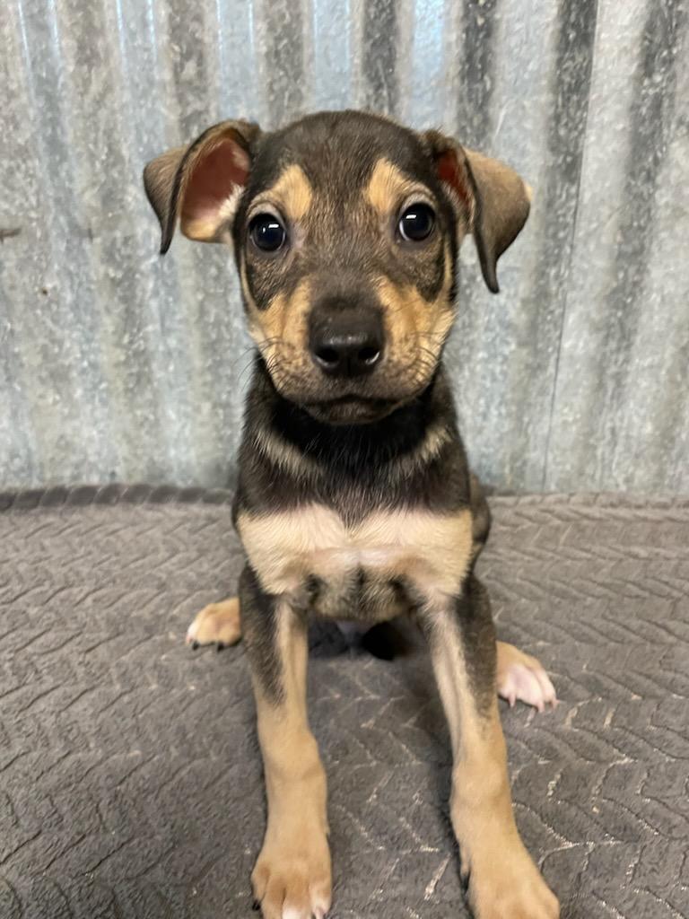 Iggy, a Adoptable mixed breed in Polson, MT image 3/3