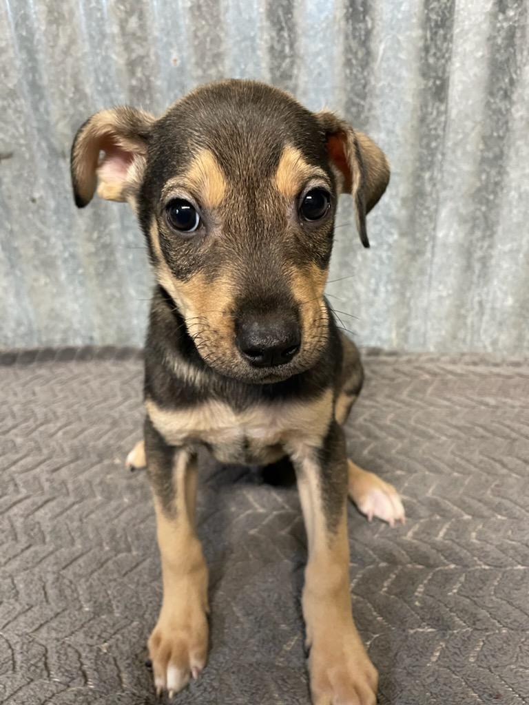 Iggy, a Adoptable mixed breed in Polson, MT image 2/3