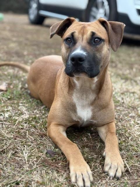 Penny, adopted, Young Female Black Mouth Cur.