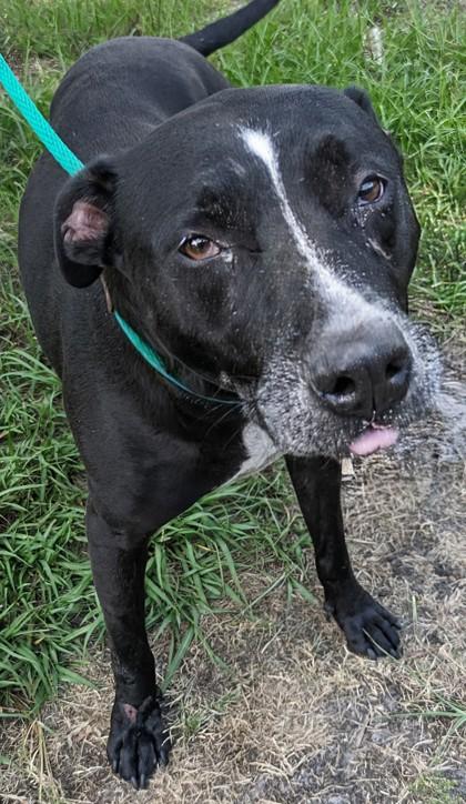 Gatsby - 2, Adoptable, Adult Male Pit Bull Terrier & Mixed Breed.