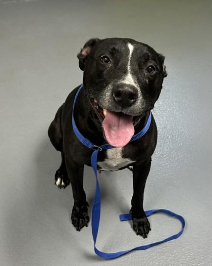 Enlarge Gatsby - 2, a Adoptable mixed breed in Daytona Beach, FL image 2/3