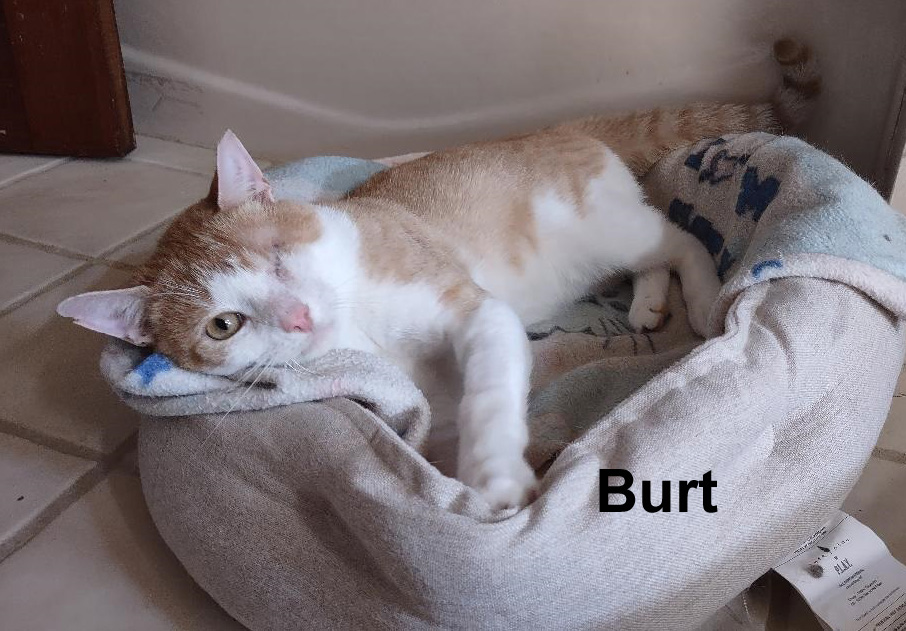 Enlarge Burt Dowl.  (very affectionate special needs kitty), a Adoptable mixed breed in Stowe, PA image 2/2