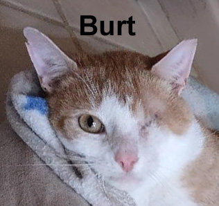 Enlarge Burt Dowl.  (very affectionate special needs kitty), a Adoptable mixed breed in Stowe, PA image 1/2