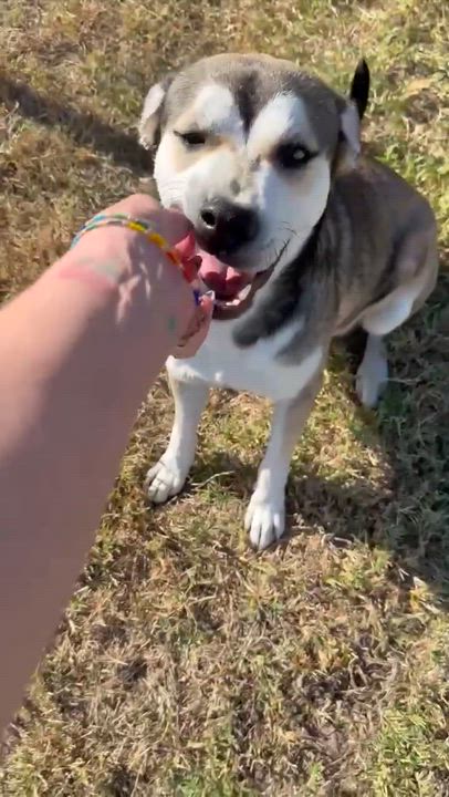 Enlarge Dan, a ADOPTABLE mixed breed in Arlington , WA video 6/6