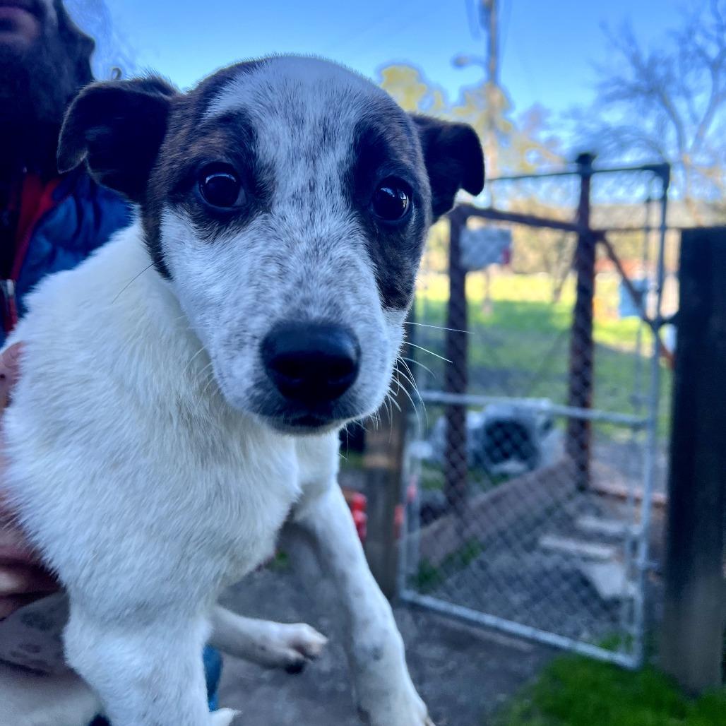 Sparky, Adoptable, Puppy Male Cattle Dog.
