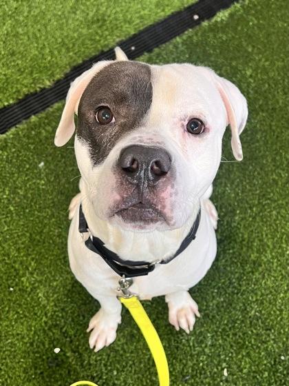 Kratos — thumbnail 2