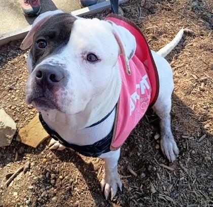 Kratos — thumbnail 3