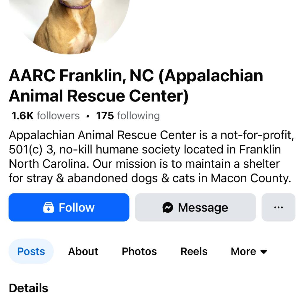 Enlarge Lamar, a Adoptable Labrador Retriever in Franklin, NC image 1/5