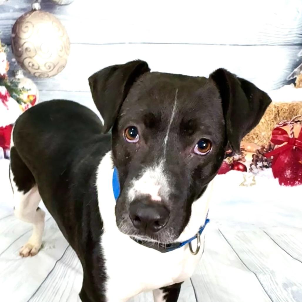 Enlarge Lamar, a Adoptable Labrador Retriever in Franklin, NC image 2/5