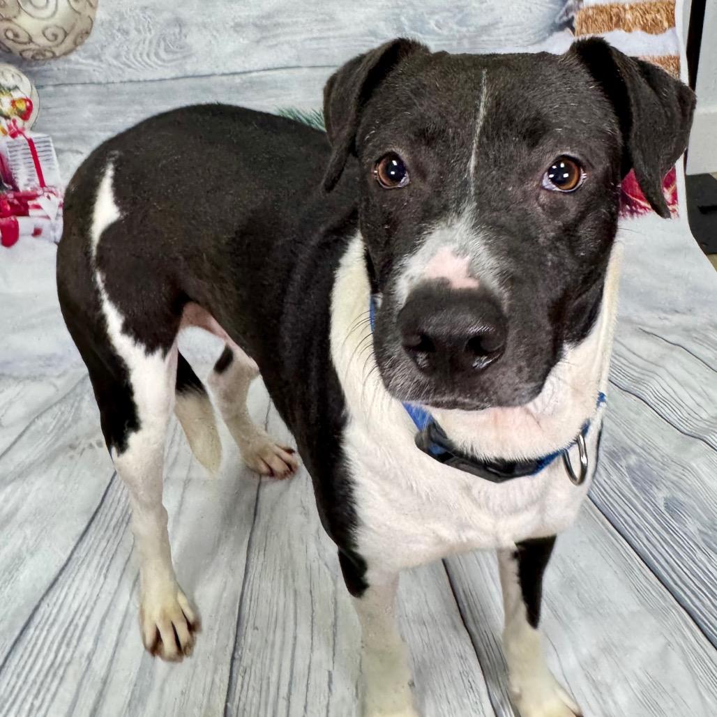 Enlarge Lamar, a Adoptable Labrador Retriever in Franklin, NC image 3/5