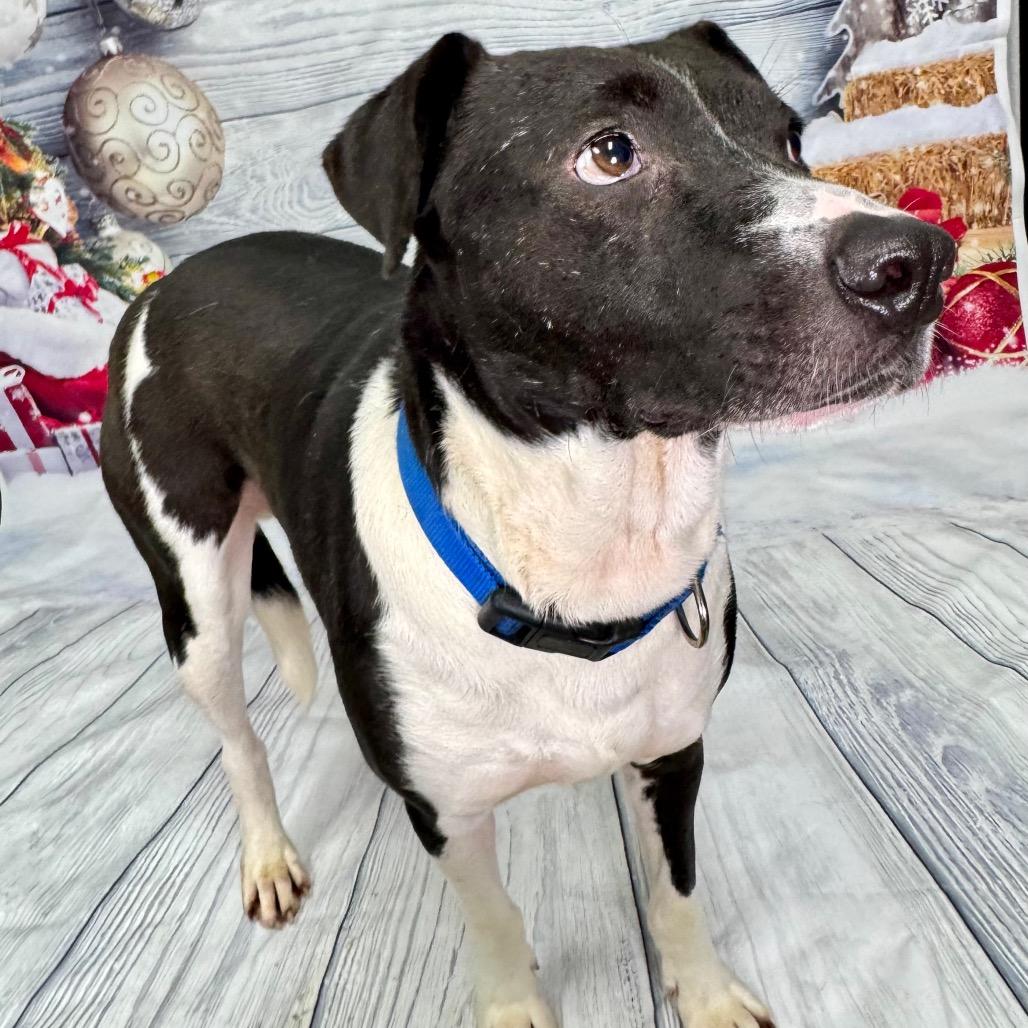Enlarge Lamar, a Adoptable Labrador Retriever in Franklin, NC image 5/5