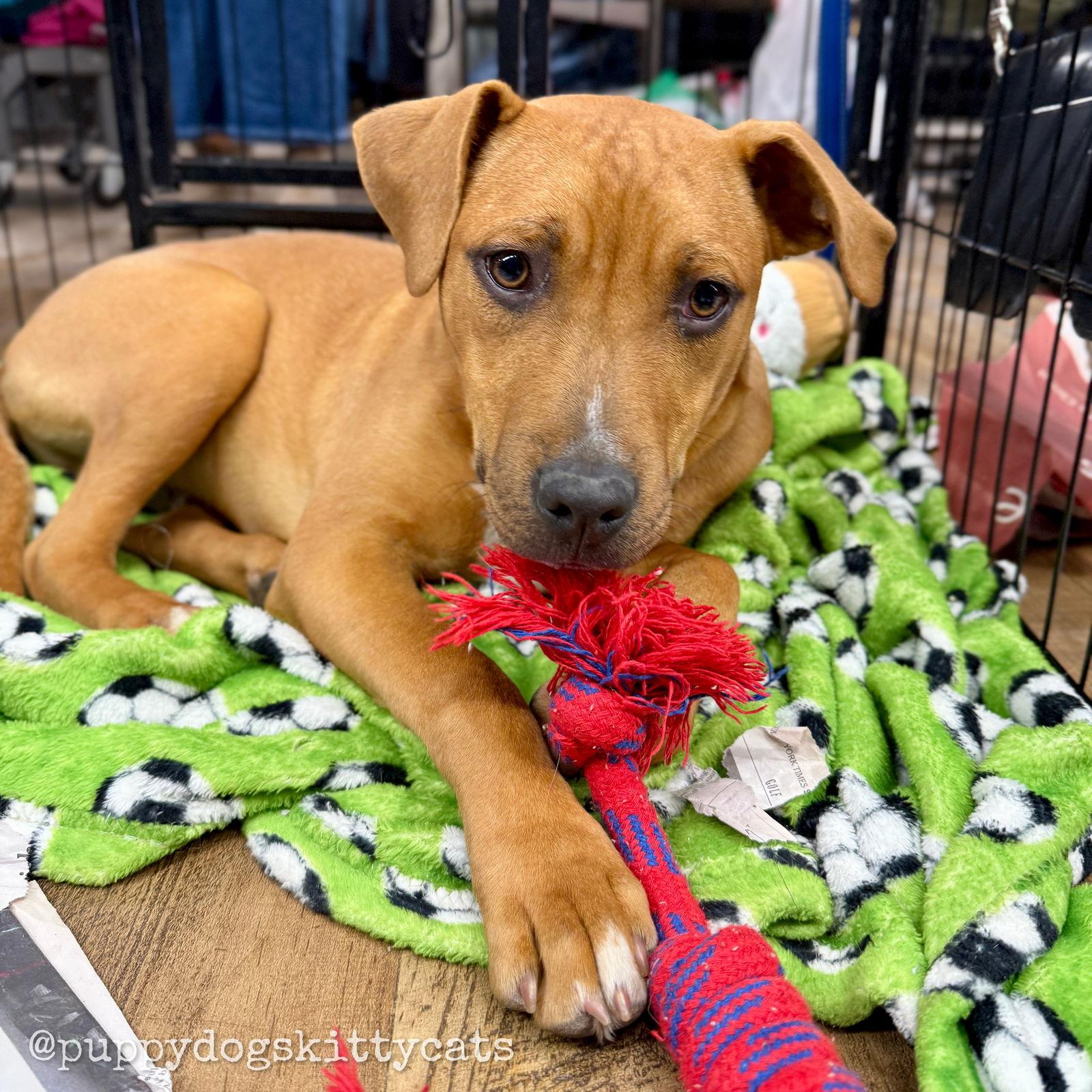 Enlarge Steve, a Adoptable mixed breed in Tarrytown, GA image 1/3