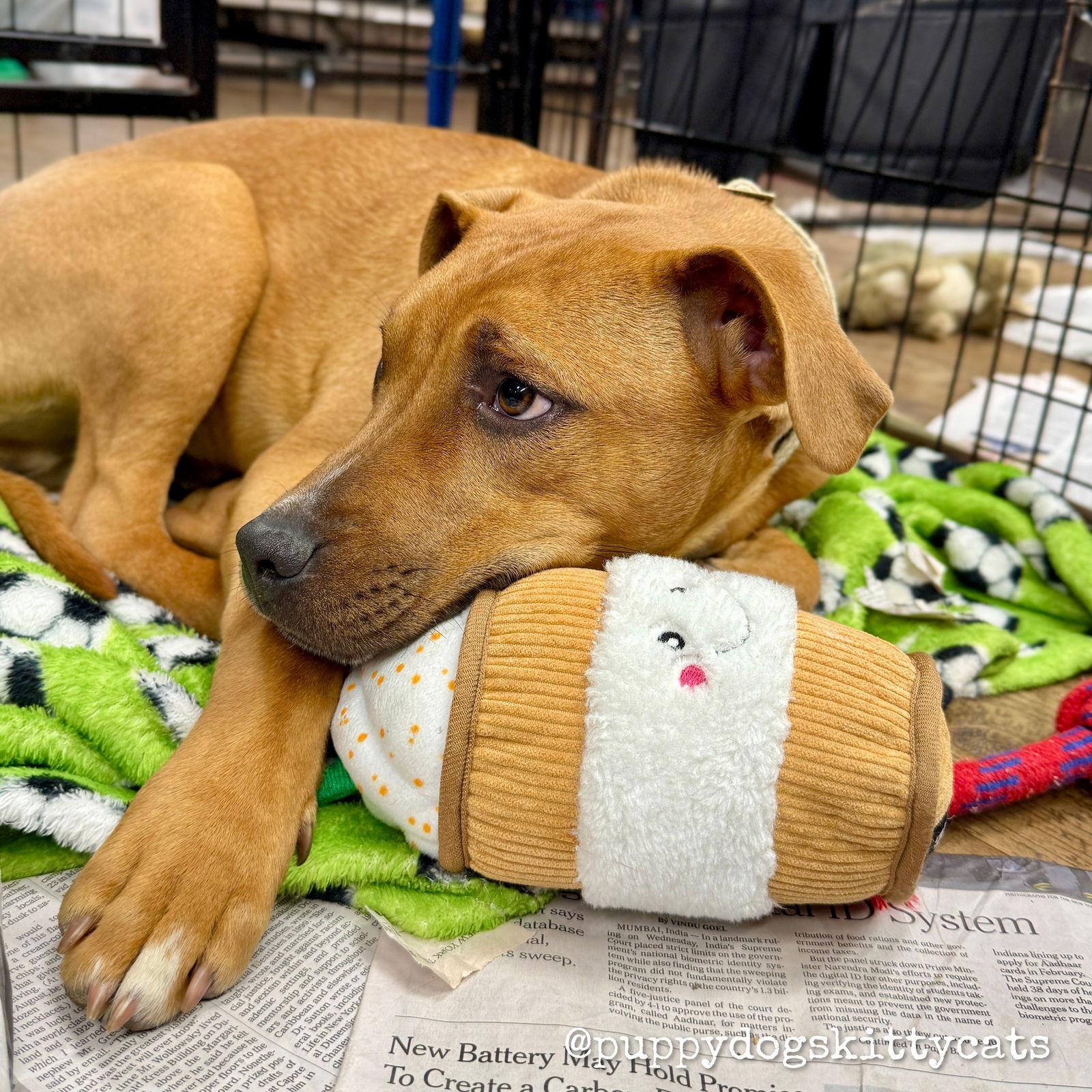 Enlarge Steve, a Adoptable mixed breed in Tarrytown, GA image 2/3