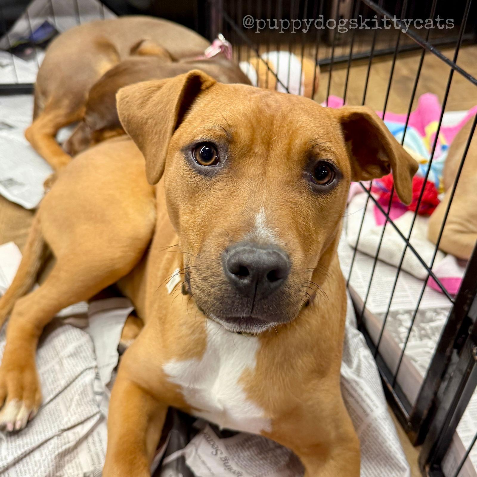Enlarge Steve, a Adoptable mixed breed in Tarrytown, GA image 3/3