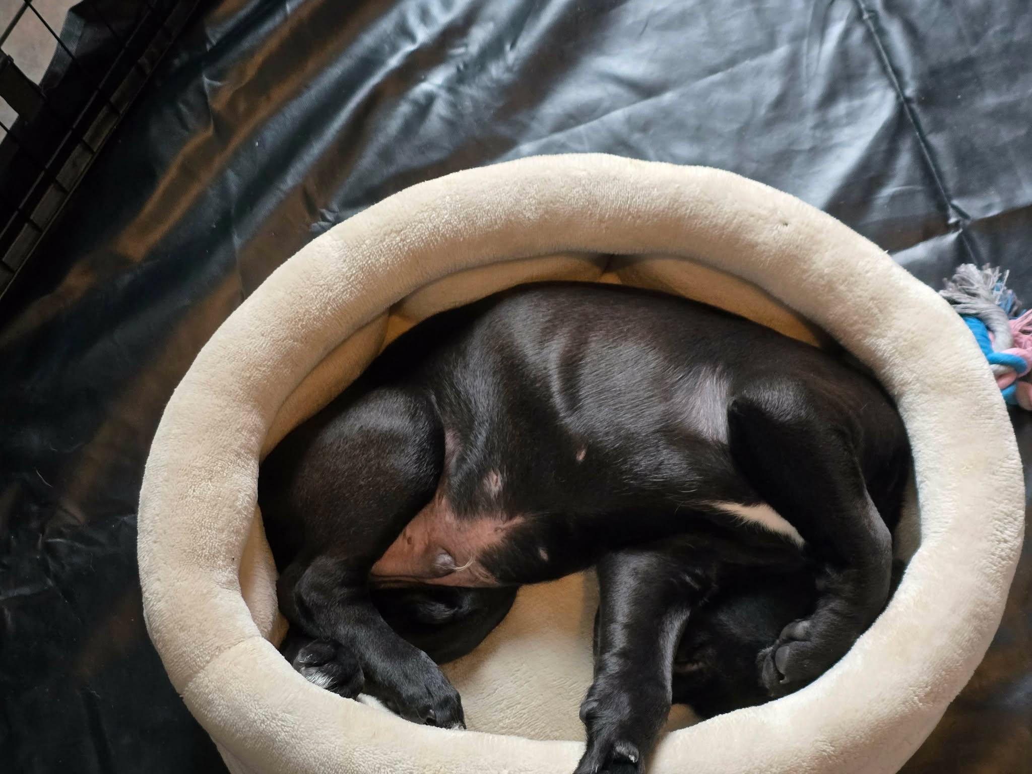 Enlarge Kenny*, a Adoptable mixed breed in Westerly, RI image 3/5